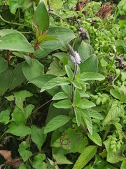 Pogostemon auricularius