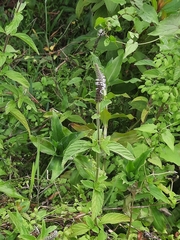 Pogostemon auricularius