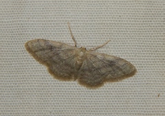 Scopula internataria