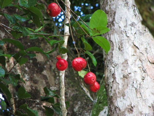 Syzygium sharoniae observed 2007-09-08