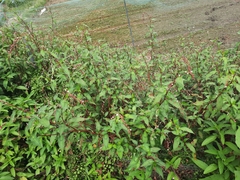 Persicaria pubescens