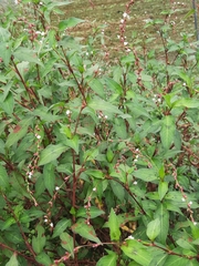 Persicaria pubescens