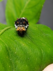 Papilio demodocus demodocus