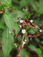 Persicaria pubescens