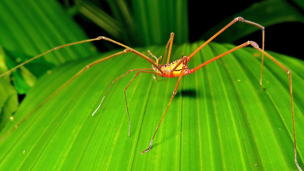 Pristocnemus pustulatus from Alto da Boa Vista, Rio de Janeiro RJ