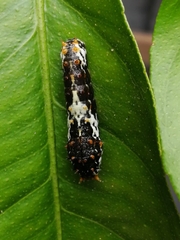 Papilio demodocus demodocus