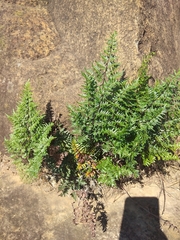 Cheilanthes quadripinnata