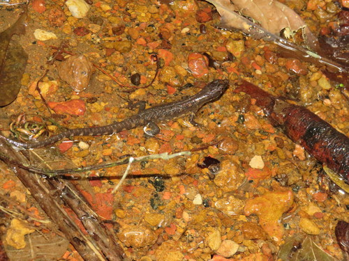 Red Neusticurus