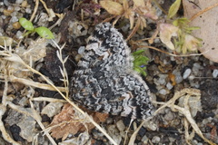 Dichromodes semicanescens