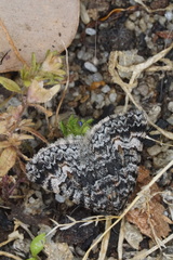 Dichromodes semicanescens