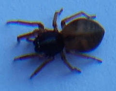 Paratrachelas maculatus