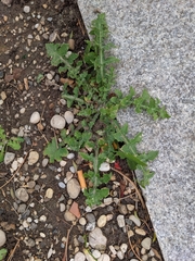 Sonchus