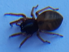 Paratrachelas maculatus