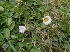 Bellis perennis