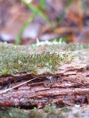 Crossocalyx hellerianus