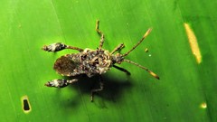 Merocoris
