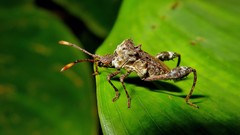 Merocoris
