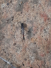 Trypoxylon petiolatum