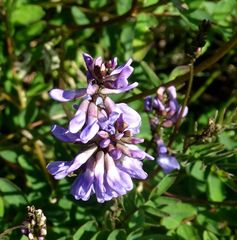 Astragalus norvegicus