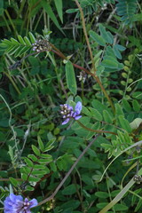 Astragalus norvegicus