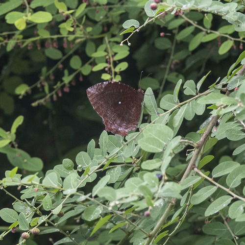 Common Palmfly photo 5