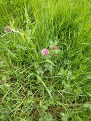 Trifolium pratense