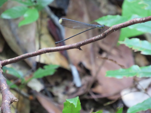 Microstigma anomalum
