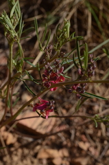 Indigofera hilaris