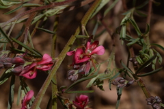 Indigofera hilaris