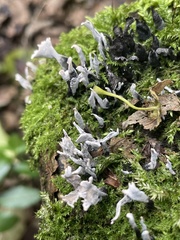 Xylaria hypoxylon