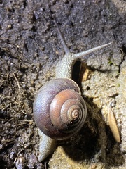 Pommerhelix monacha