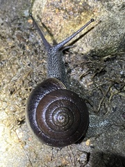 Pommerhelix monacha