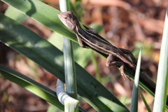 Diporiphora