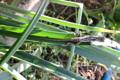 Diporiphora
