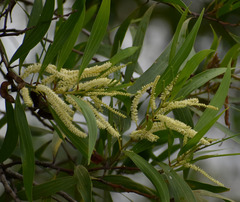 Acacia polystachya