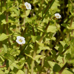 Gratiola viscidula