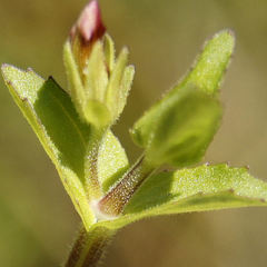 Gratiola viscidula