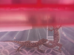 Hemidactylus murrayi