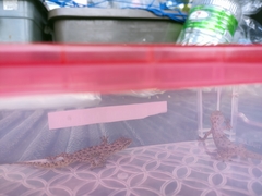 Hemidactylus murrayi