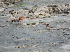 Uca maracoani