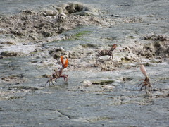 Uca maracoani