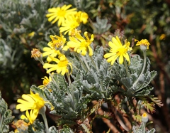 Euryops pectinatus pectinatus