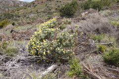 Euryops pectinatus pectinatus