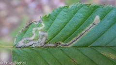 Stigmella lemniscella