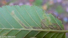 Stigmella lemniscella