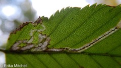 Stigmella lemniscella
