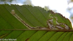 Stigmella lemniscella