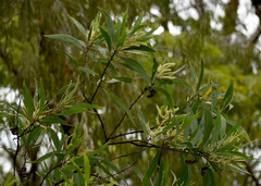 Acacia polystachya