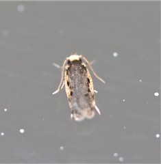 Hoplostega ochroma