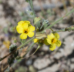 Leptosiphon chrysanthus